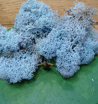 Isländisches Moos Eisblau 20 Gramm